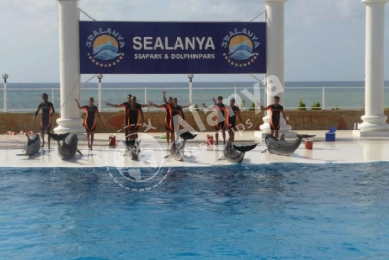 Шоу дельфинов в Алании - 1
