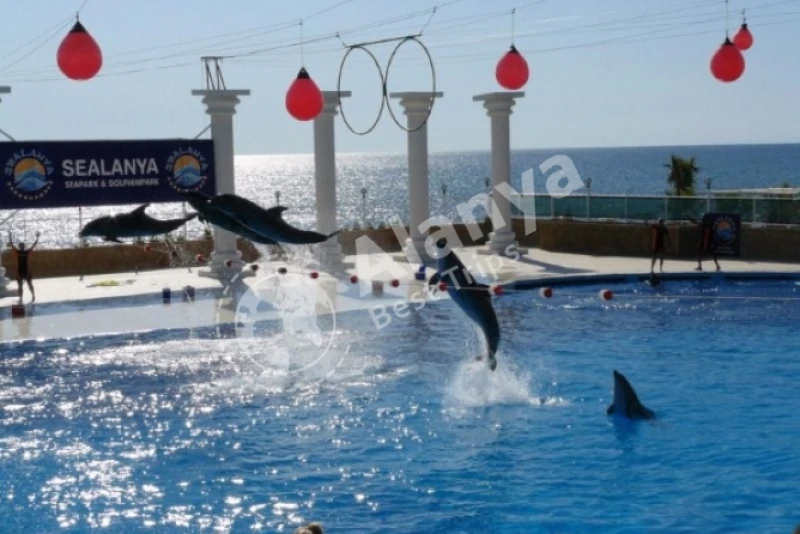 Alanya Dolphin Show & Swimming Tour - 6