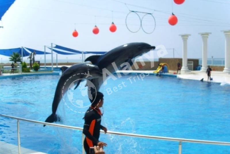 Alanya Dolphin Show & Swimming Tour - 0