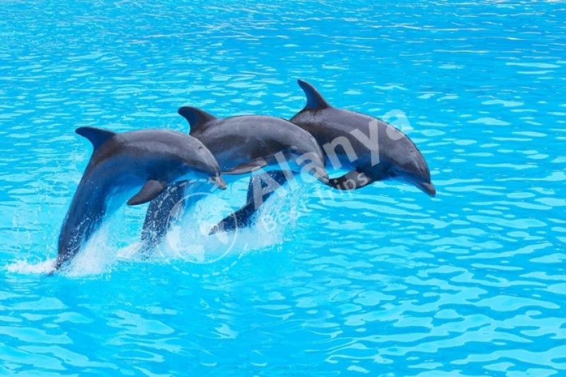 Spannende Delfinshow und Schwimm-Tour in Antalya - 4