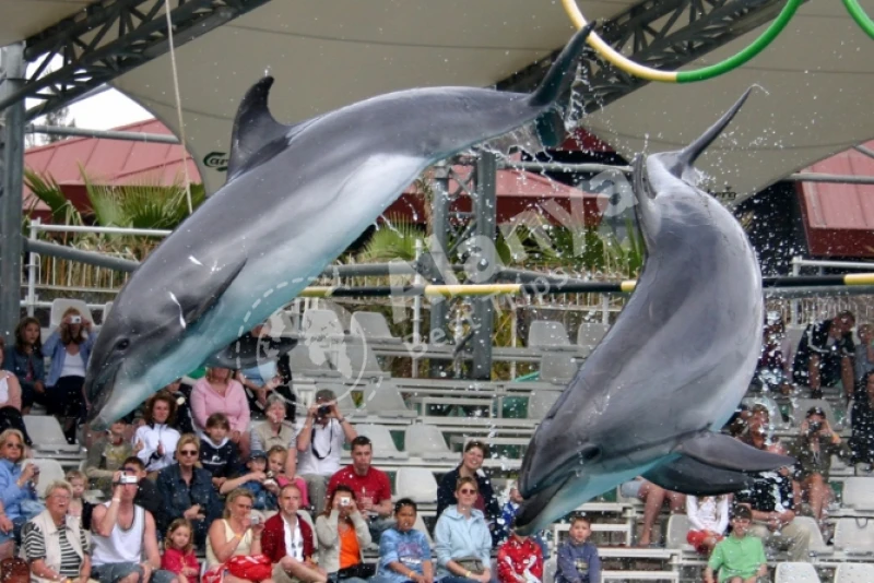Spannende Delfinshow und Schwimm-Tour in Antalya - 1