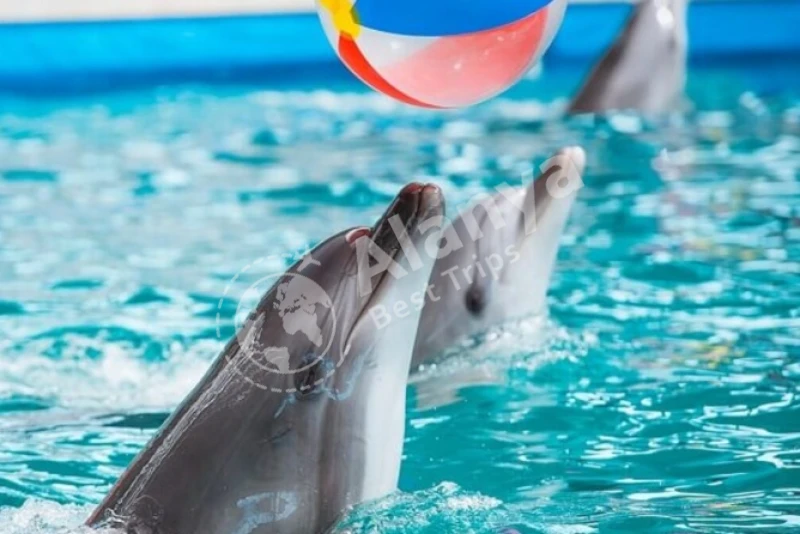 Увлекательное шоу дельфинов и плавательный тур в Анталье - 5